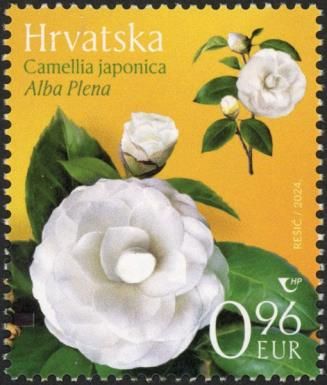 Camellia (Camellia japonica) Alba Plena