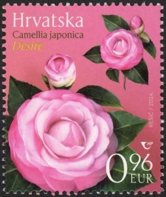 Camellia (Camellia japonica) Desire