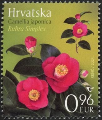 Camellia (Camellia japonica) Rubra Simplex