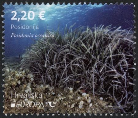 Neptune Grass (Posidonia oceanica)