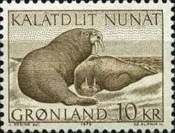 Walrus (Odobenus rosmarus)