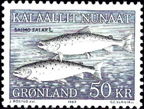 Atlantic Salmon (Salmo salar)