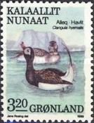 Long-tailed Duck (Clangula hyemalis)