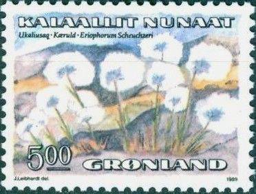 Eriophorum scheuchzeri