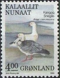 Snow Goose (Anser caerulescens)
