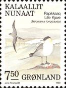 Long-tailed Jaeger (Stercorarius longicaudus)