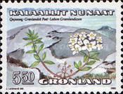 Ledum groenlandicum