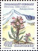 Pedicularis hirsuta