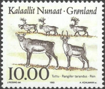 Reindeer (Rangifer tarandus)