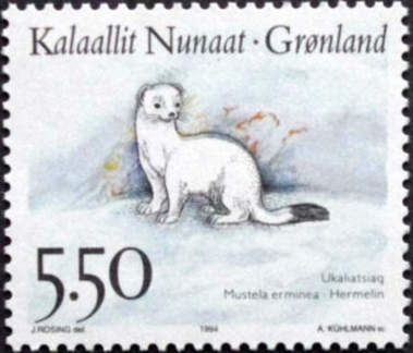 Stoat (Mustela erminea)