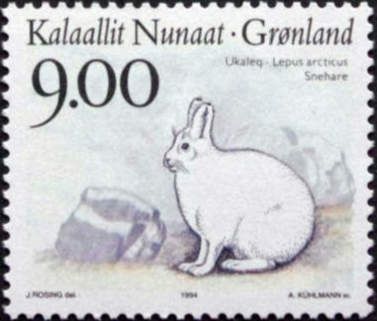 Arctic Hare (Lepus arcticus)