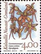 Listera cordata