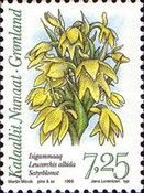 Leucorchis albida