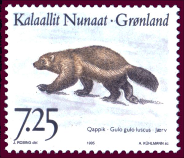 Wolverine (Gulo gulo luscus)