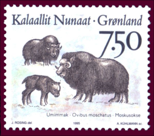 Muskox (Ovibos moschatus)