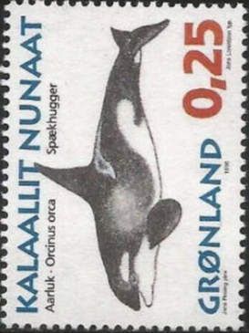 Killer Whale (Orcinus orca)