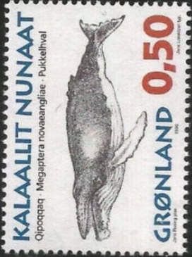Humpback Whale (Megaptera novaeangliae)