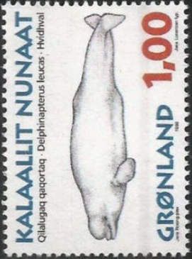 Beluga (Delphinapterus leucas)