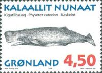 Sperm Whale (Physeter catodon)