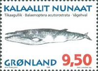 Common Minke Whale (Balaenoptera acutorostrata)