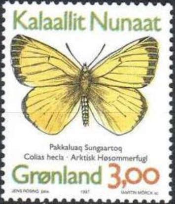 Northern Clouded Yellow (Colias hecla)