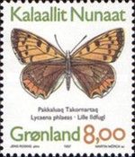 Common Copper (Lycaena phlaeas)