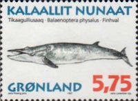 Fin Whale (Balaenoptera physalus)