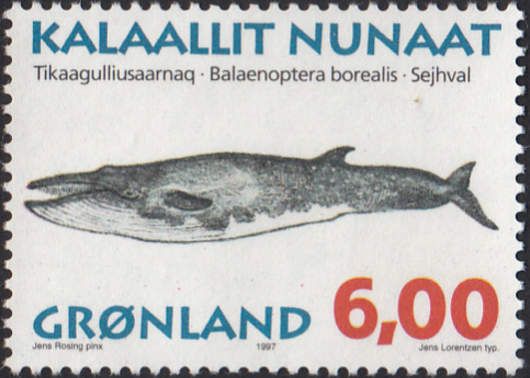 Sei Whale (Balaenoptera borealis)