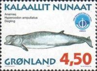 Northern Bottlenose Whale (Hyperoodon ampullatus)