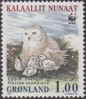 Snowy Owl (Nyctea scandiaca)