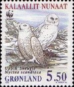 Snowy Owl (Nyctea scandiaca)