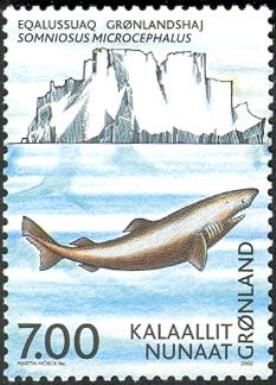 Greenland Shark (Somniosus microcephalus)