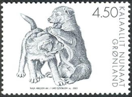 Greenland Dog (Canis lupus familiaris)