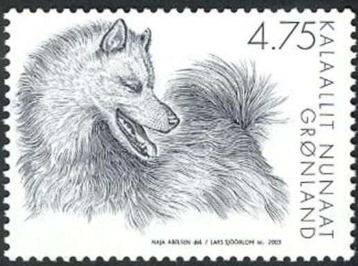 Greenland Dog (Canis lupus familiaris)
