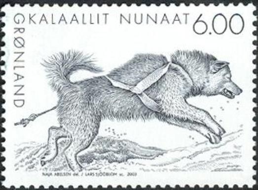 Greenland Dog (Canis lupus familiaris)
