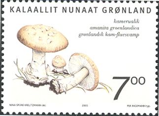 Edible fungi in Greenland (Amanita groenlandica)
