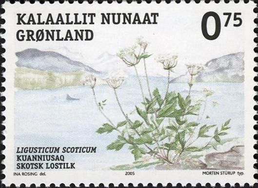 Scottish Lovage (Ligusticum scoticum)
