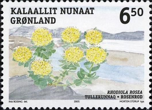 Rose Root (Rhodiola rosea)
