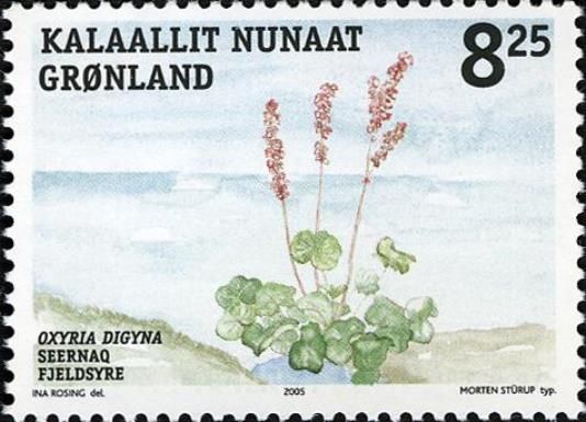 Mountain Sorrel (Oxyria digyna)