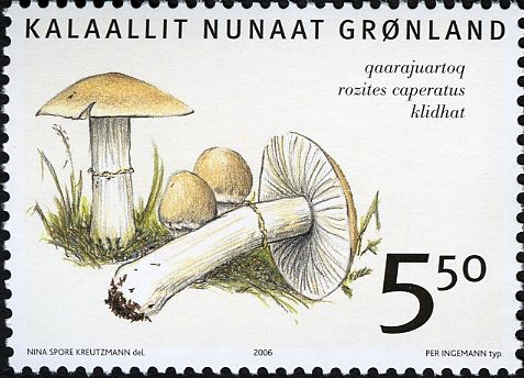 Edible fungi in Greenland (Rozites caperatus)