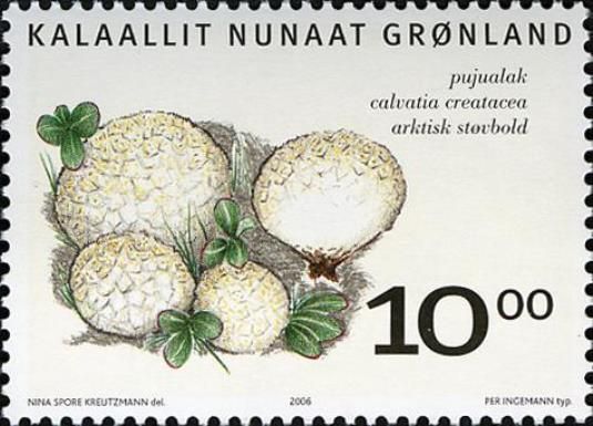Edible fungi in Greenland - Calvatia creatacea