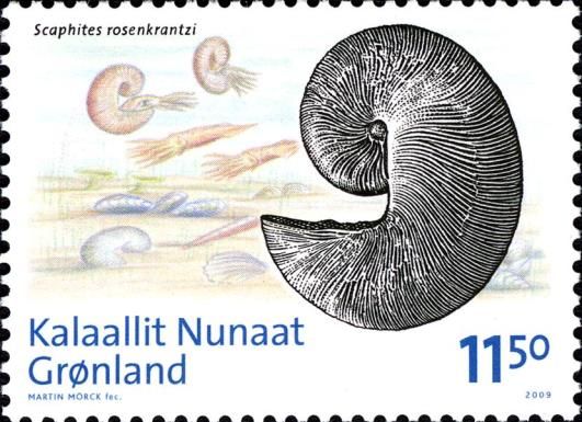 Scaphites rosenkrantzi