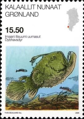 Atlantic Footballfish (Himantolophus groenlandicus)