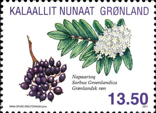Greenland Mountain Ash (Sorbus groenlandica)