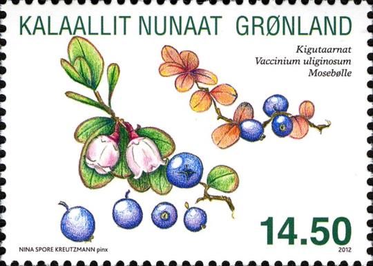 Northern Bilberry (Vaccinium uliginosum)