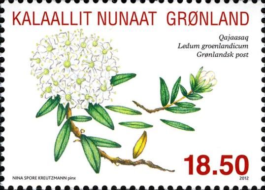 Bog Labrador tea (Ledum groenlandicum)