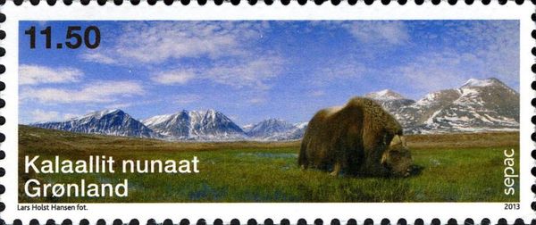 Muskox (Ovibos moschatus)