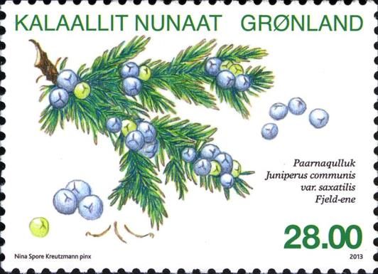 Common Juniper (Juniperus communis saxicola)