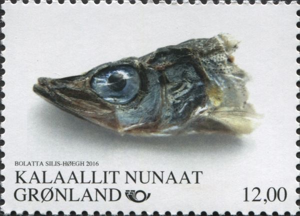 Capelin (Mallotus villosus)