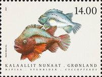 Lumpfish (Cyclopteridae)